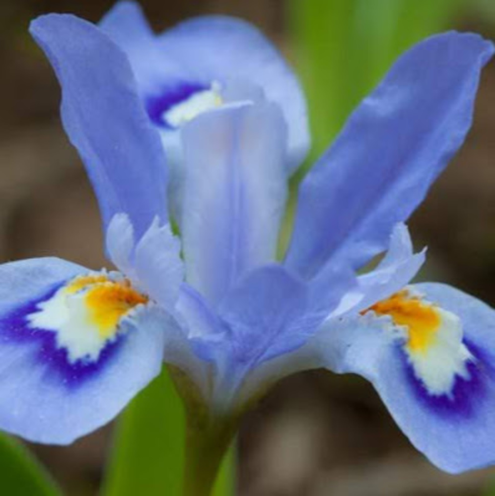 Meet your Posher, Iris